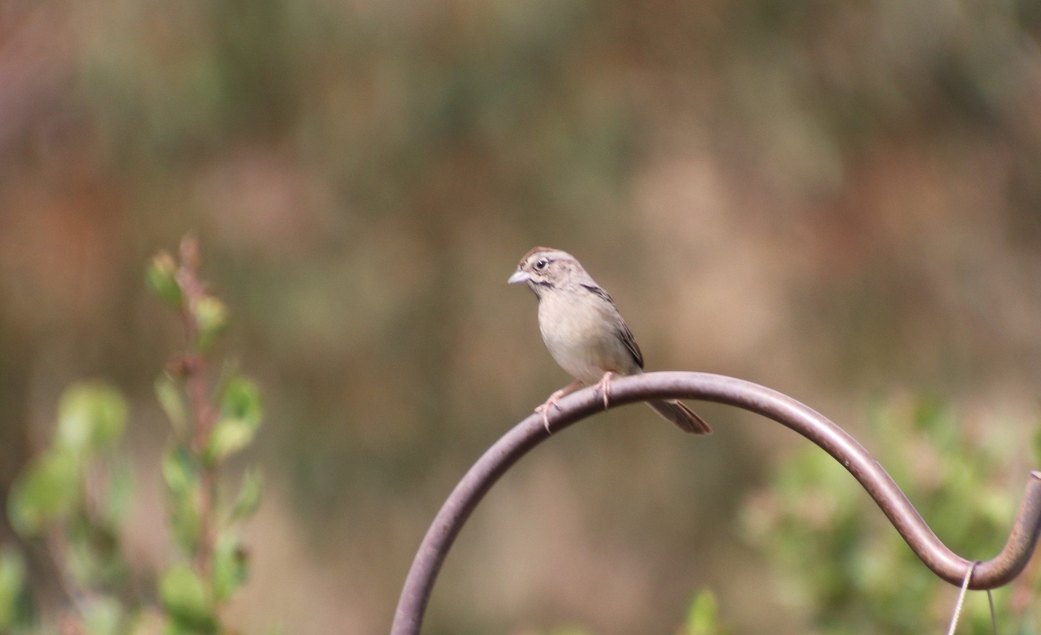 Rufous-crowned Sparrow (Aimophila ruficeps)