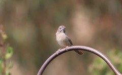 Aimophila ruficeps canescens