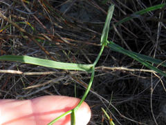 Othonna linearifolia