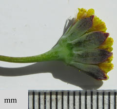 Othonna linearifolia