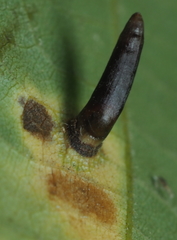Caryomyia subulata