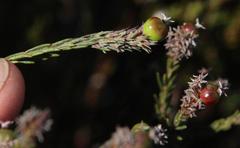 Phylica agathosmoides