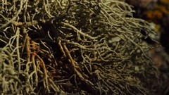 Usnea perplexans
