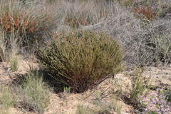 Phylica agathosmoides