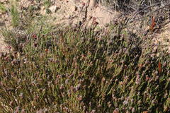 Phylica agathosmoides