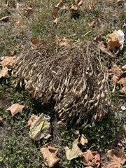Magnoliopsida