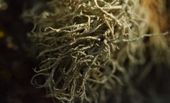 Usnea perplexans