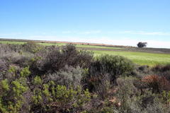 Paranomus bracteolaris