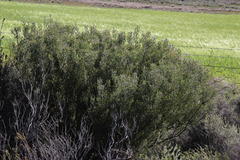 Paranomus bracteolaris