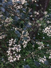 Pomaderris vacciniifolia