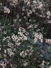 Pomaderris vacciniifolia