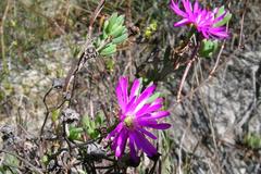 Lampranthus elegans