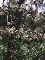 Pomaderris vacciniifolia