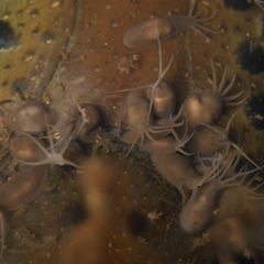 Temnocephalidae