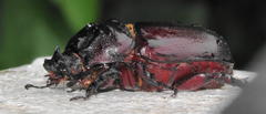 Oryctes monoceros