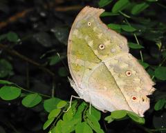 Protogoniomorpha parhassus