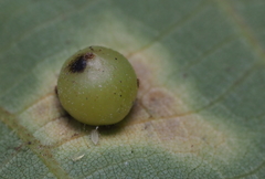 Caryomyia deflexipili