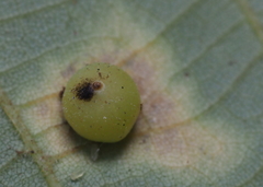 Caryomyia deflexipili