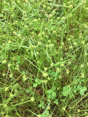Cyperus brevifolioides