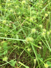 Cyperus brevifolioides