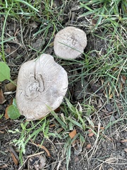 Agaricaceae