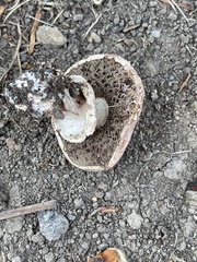 Agaricaceae