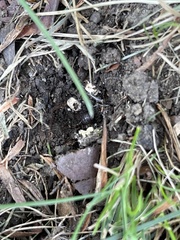 Agaricaceae