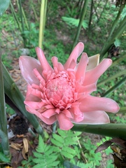 Etlingera elatior