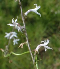 Cyphia tysonii