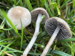 Panaeolus fimicola