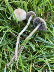 Panaeolus fimicola