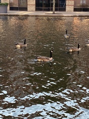 Branta canadensis