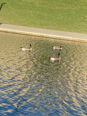 Branta canadensis