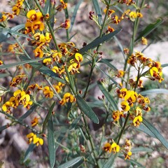 Daviesia leptophylla
