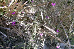 Polygala refracta