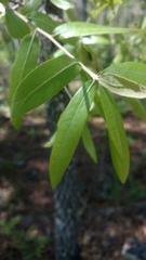 Quercus incana