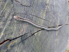 Psammophis crucifer