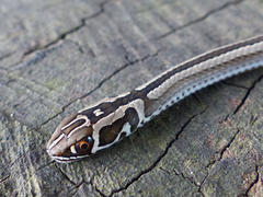 Psammophis crucifer