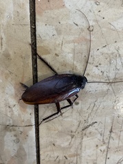 Periplaneta fuliginosa