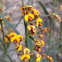 Daviesia leptophylla