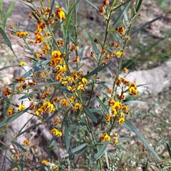 Daviesia leptophylla