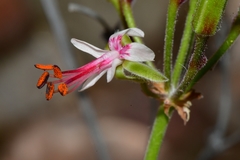Pelargonium laxum