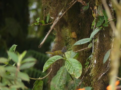 Chlorospingus semifuscus