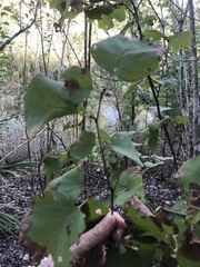 Styrax platanifolius stellatus