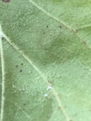 Styrax platanifolius stellatus