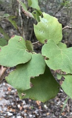 Styrax platanifolius stellatus