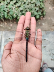 Anax junius