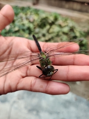 Anax junius