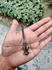 Anax junius