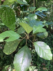Hieronyma clusioides